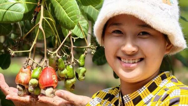 Giá điều đi ngang, hiệu quả trồng điều suy giảm