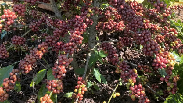 Giá cà phê thế giới tăng mạnh do nguồn cung suy yếu và đầu cơ quay lại