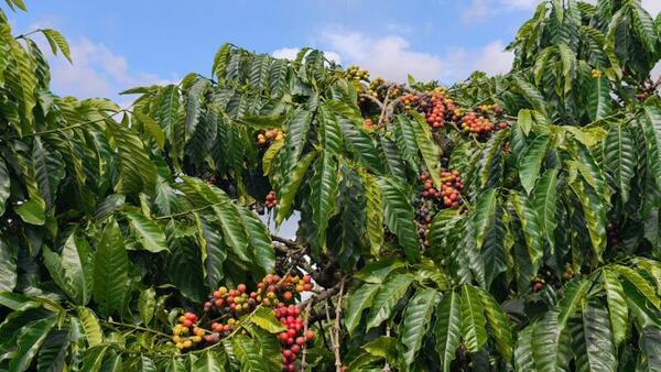 Giá cà phê hôm nay 30/3/2026: Dao động từ 91.500 - 92.300 đồng/kg