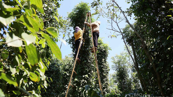 Giá tiêu hôm nay 30/3/2026: Cao nhất đạt 140.500 đồng/kg