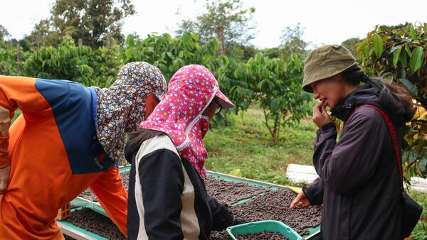 Giá cà phê hôm nay 31/3/2026: Tăng nhẹ 200 đồng/kg tại Lâm Đồng