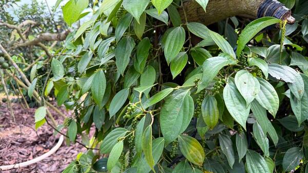 Giá tiêu hôm nay 2/4/2026: Dao động từ 138.000 - 139.000 đồng/kg