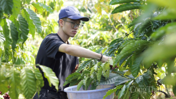 Giá cà phê hôm nay 6/4/2026: Dao động từ 88.700 - 89.200 đồng/kg