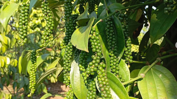 Giá nông sản hôm nay 7/4/2026: Sầu riêng Thái tăng trở lại; dứa trái vụ vào mùa