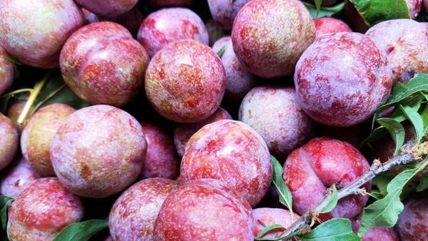 Giá nông sản hôm nay 13/4: Hàng loạt các mặt hàng tăng giá