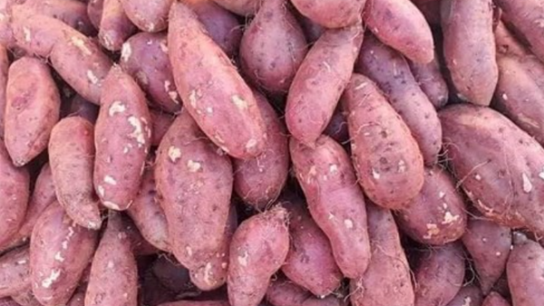 Giá nông sản hôm nay 14/4/2026: Một số mặt hàng có xu hướng tăng nhẹ