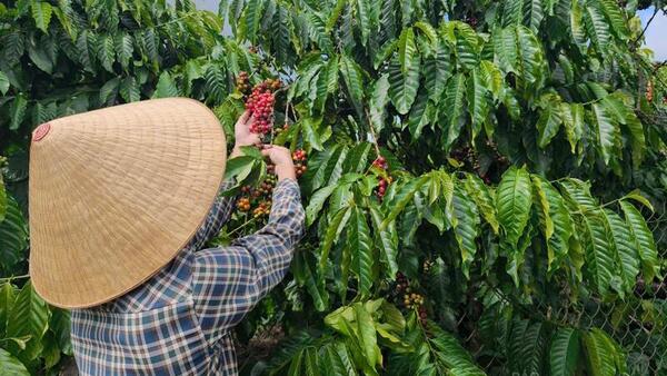 Giá cà phê hôm nay 16/4/2026: Tăng phiên thứ ba liên tiếp