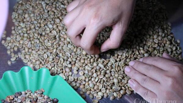 Giá cà phê hôm nay 17/4/2026: Tăng mạnh 1.200 đồng/kg