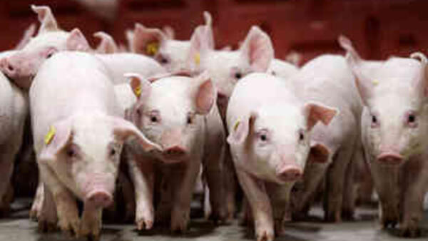 Giá heo hơi hôm nay 18/4/2026: Tăng nhẹ tại miền Bắc