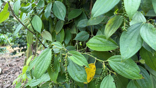 Giá tiêu hôm nay 21/4/2026: Đứng yên chờ tín hiệu mới