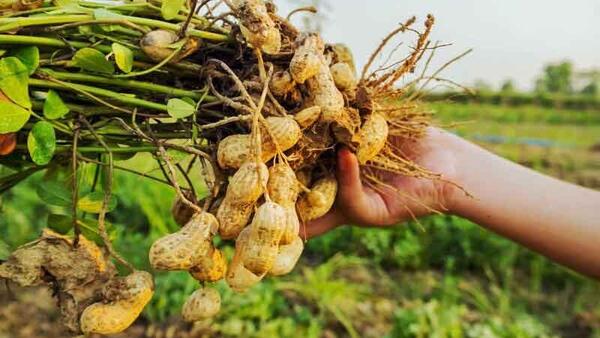 Giá nông sản hôm nay 21/4/2026: Nhiều mặt hàng có mức giá thấp