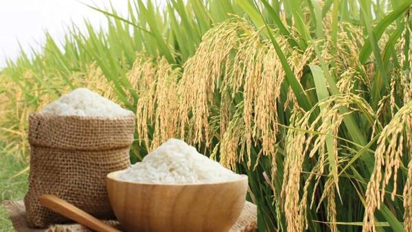 Giá lúa gạo hôm nay ngày 22/4: Gạo nguyên liệu xuất khẩu tiếp đà tăng