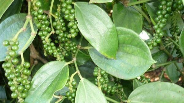 Giá hạt tiêu nội địa giảm nhẹ, xuất khẩu quý I/2026 vẫn tăng mạnh