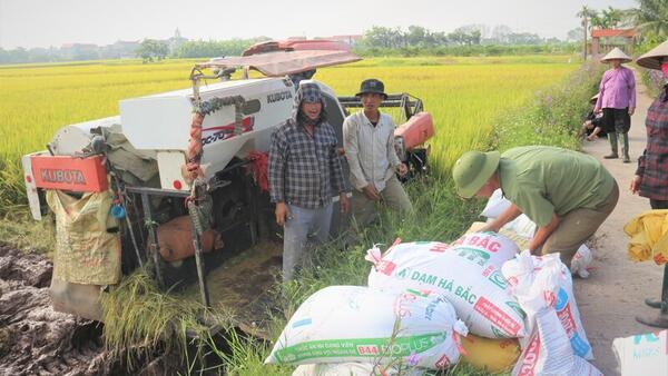 Xuất khẩu giảm tốc, ngành lúa gạo đứng trước yêu cầu đổi hướng