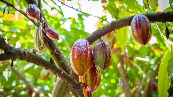 Giá ca cao tăng mạnh 5 phiên liên tiếp