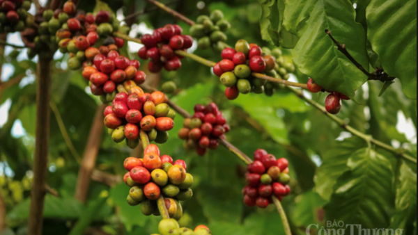 Giá cà phê hôm nay 8/5/2026: Tăng nhẹ, lên mốc 87.000 đồng/kg