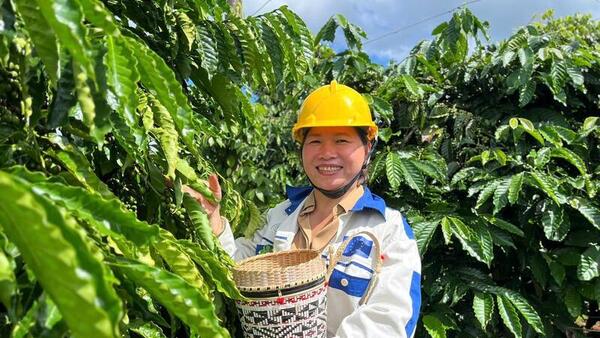 Giá cà phê hôm nay 16/5/2026: Rớt giá hơn 1.000 đồng/kg