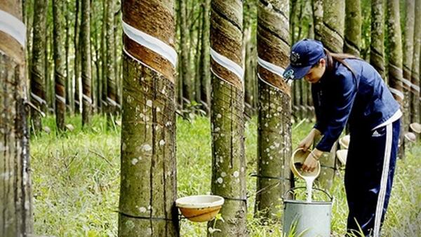 Xuất khẩu cao su đối diện sức ép từ giá và quy định môi trường