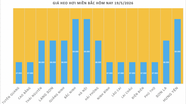 Giá heo hơi hôm nay 19/5/2026: Giảm diện rộng tại miền Nam
