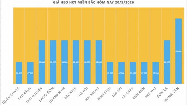 Giá heo hơi hôm nay 20/5/2026: Giảm rải rác