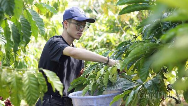 Giá cà phê hôm nay 23/5/2026: Bật tăng hơn 1.000 đồng