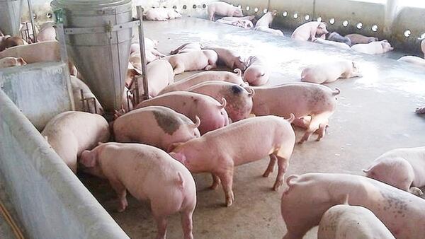 Giá heo hơi hôm nay 4/6/2026: Tiếp tục đi ngang, cao nhất 68.000 đồng