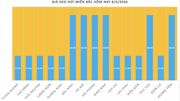 Giá heo hơi hôm nay 8/6/2026: Duy trì ổn định