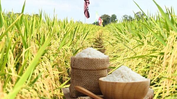 Giá lúa gạo hôm nay ngày 9/6/2026: Gạo xuất khẩu đảo chiều giảm nhẹ