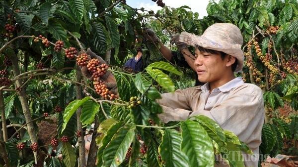 Giá cà phê thế giới đồng loạt tăng