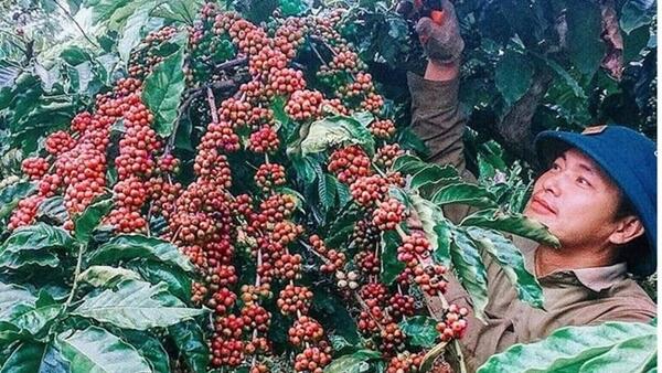 Giá cà phê giảm theo đà thế giới, xuất khẩu tăng lượng giảm giá