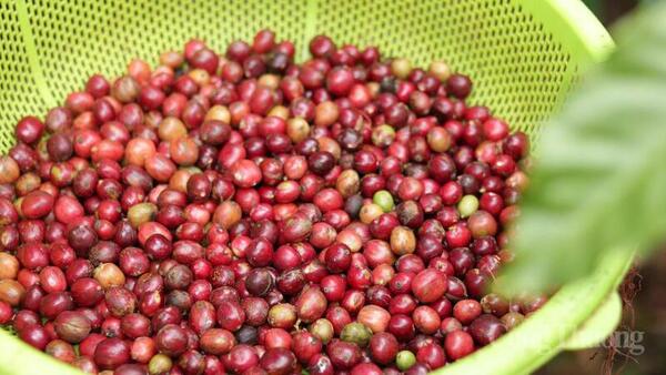 Giá cà phê hôm nay 24/6/2026: Tăng nhẹ 100 - 200 đồng/kg