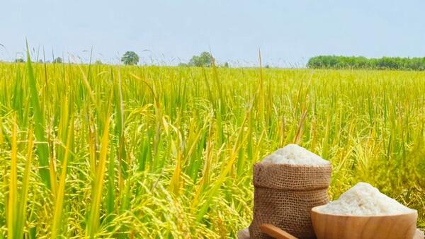 Giá lúa gạo hôm nay ngày 26/6/2026: Gạo xuất khẩu đảo chiều tăng