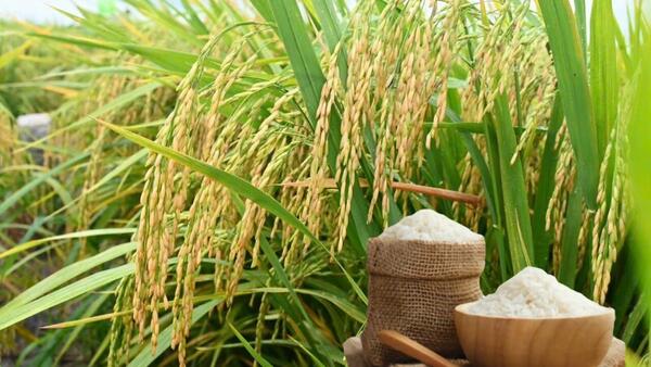 Giá lúa gạo hôm nay ngày 1/7: Gạo thơm Jasmine tăng 1.000 đồng/kg