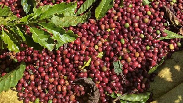 Giá cà phê Arabica tăng gần 7%