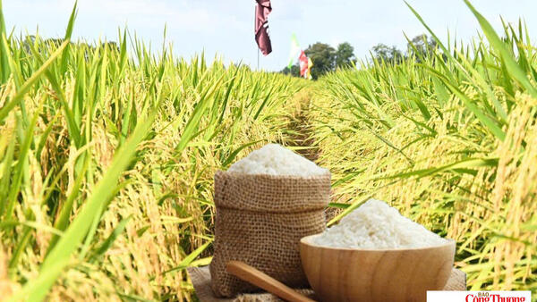 Giá lúa gạo hôm nay ngày 7/7/2026: Lúa tươi đồng loạt tăng