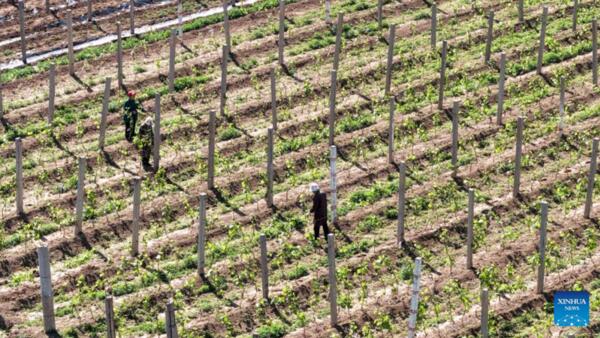 Siêu El Niño có thể đẩy giá lương thực toàn cầu tăng tới 15,8%