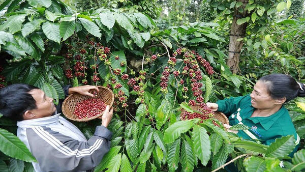 Xuất khẩu cà phê tăng lượng, giảm giá trị do giá thế giới đi xuống