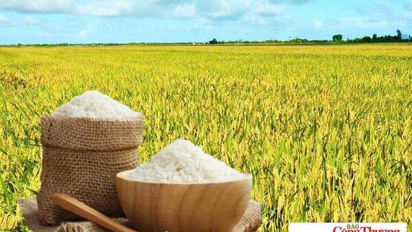 Giá lúa gạo hôm nay ngày 19/8: Gạo nguyên liệu xuất khẩu tiếp đà giảm