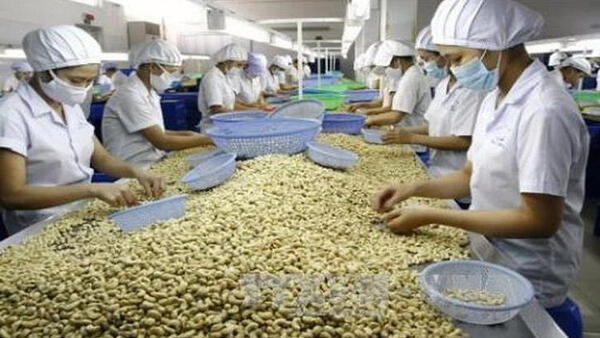 Hạt điều Việt Nam giữ lợi thế tại thị trường Mỹ, Đức giữa bối cảnh cạnh tranh gia tăng
