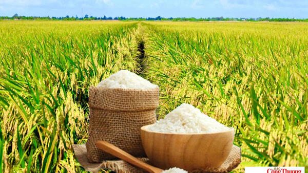 Giá lúa gạo hôm nay ngày 7/9: Gạo nguyên liệu xuất khẩu tiếp đà giảm
