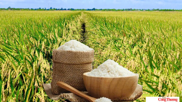 Giá lúa gạo hôm nay ngày 16/9/2026: Gạo xuất khẩu giảm