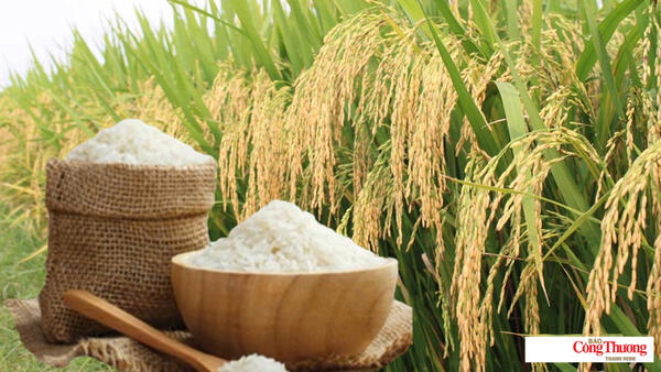 Giá lúa gạo hôm nay ngày 25/9/2026: Gạo, lúa tươi biến động
