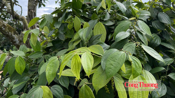 Giá tiêu hôm nay 20/10/2026: Đi ngang, cao nhất 140.500 đồng/kg