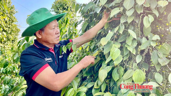Giá tiêu hôm nay 28/10/2026: Thị trường lặng sóng