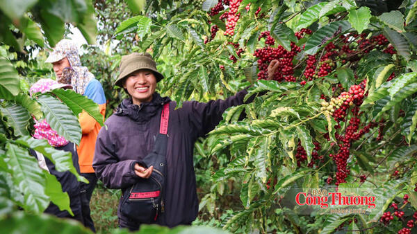 Giá cà phê hôm nay 30/10/2026: Tạm chững, dưới mốc 89.000 đồng/kg