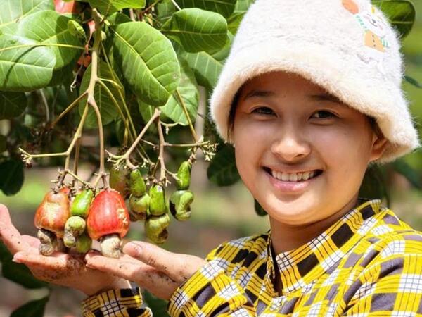 Giá điều đi ngang, hiệu quả trồng điều suy giảm