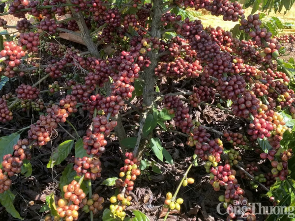 Giá cà phê thế giới tăng mạnh do nguồn cung suy yếu và đầu cơ quay lại