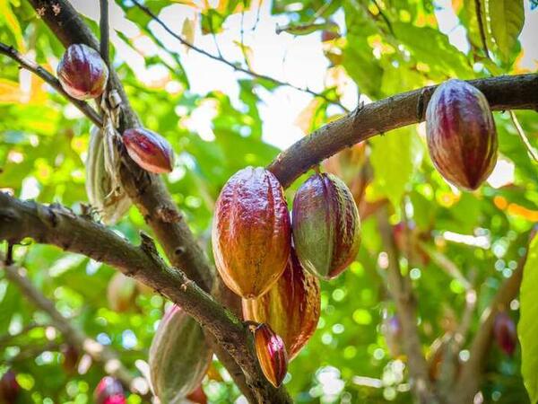 Giá ca cao tăng mạnh 5 phiên liên tiếp