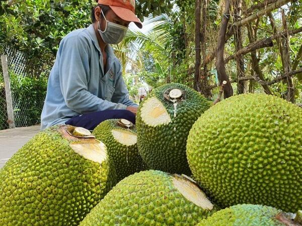Giá nông sản hôm nay ngày 11/5: Các mặt hàng có mức giá thấp