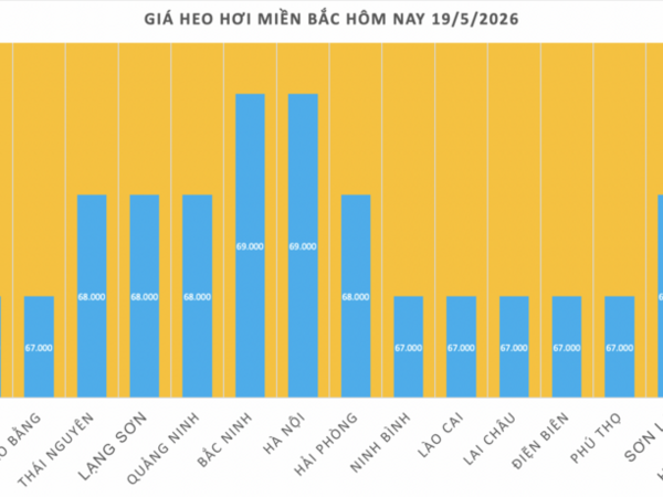 Giá heo hơi hôm nay 19/5/2026: Giảm diện rộng tại miền Nam